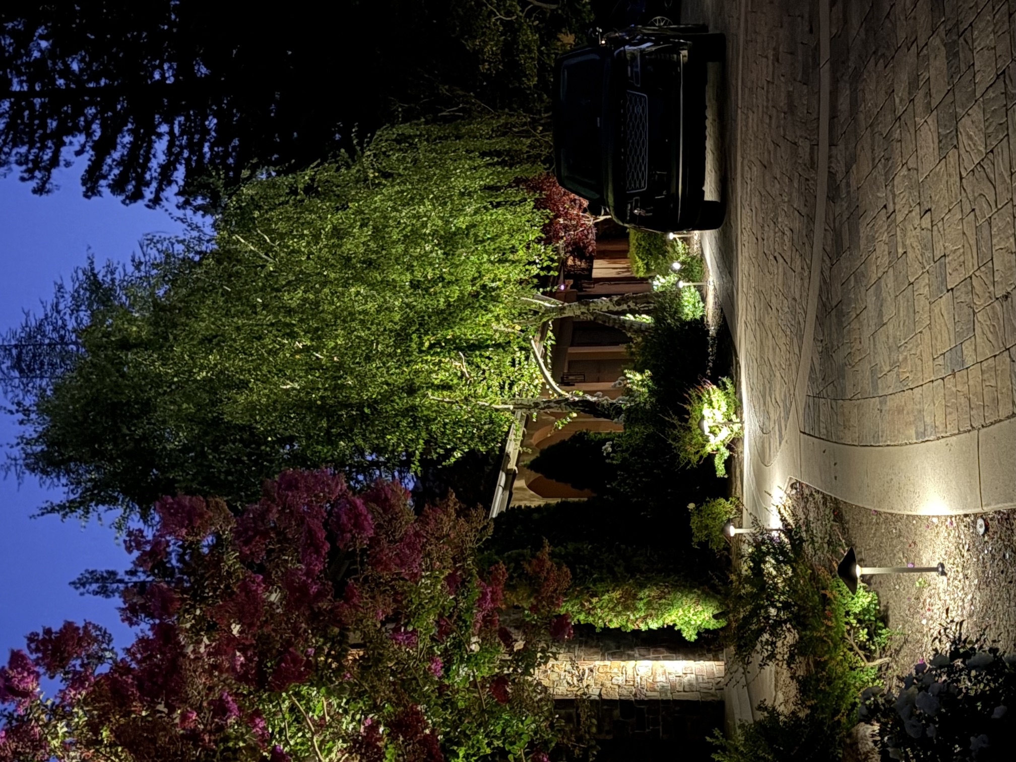 Uplit willow tree canopy near a driveway